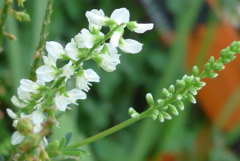 P1240083　野に咲く