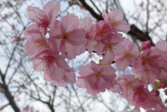 P1130631 (2)　河津桜