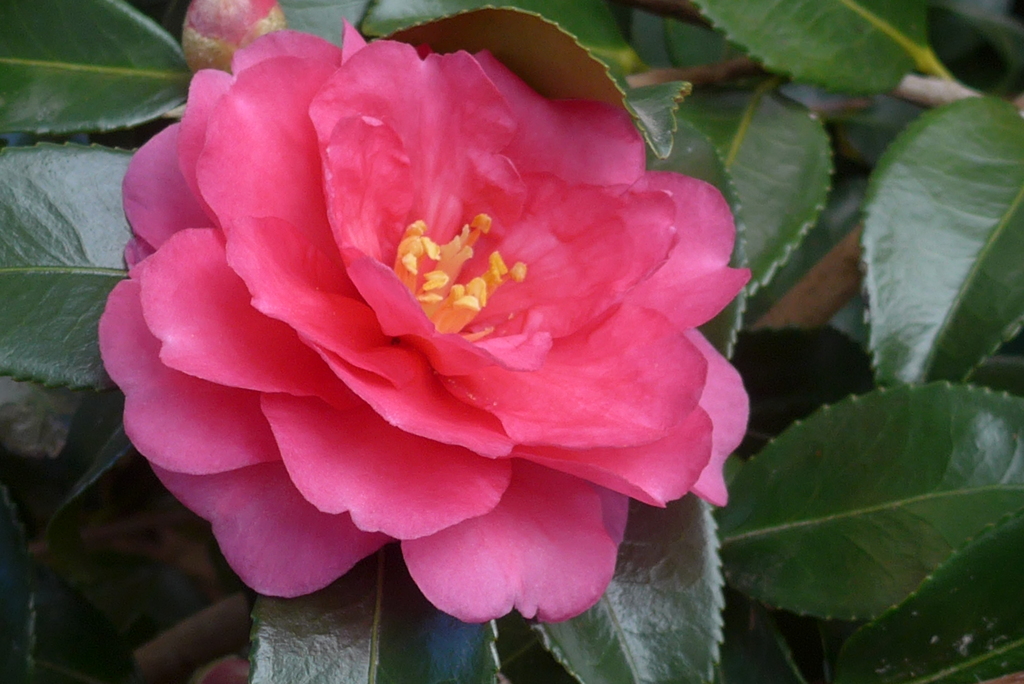 P1390338　山茶花