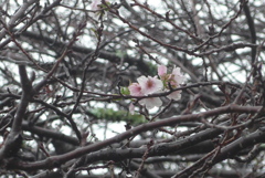 P1340228　秋の桜