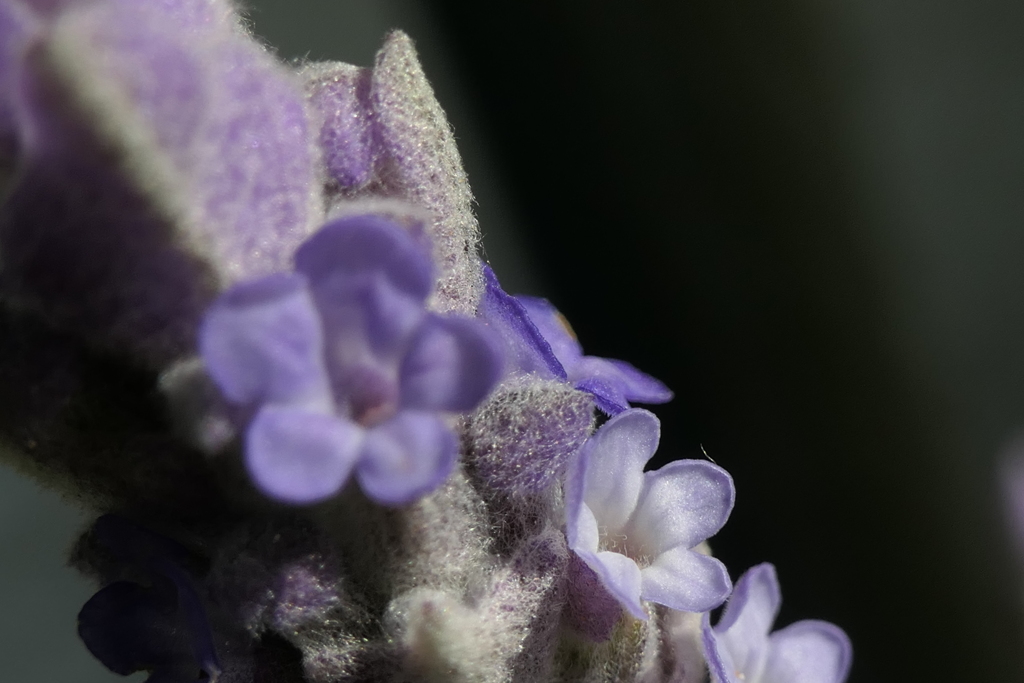 P1035620　ラベンダー