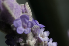 P1035620　ラベンダー