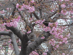 P1130645　河津桜