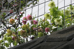 P1035285　見上げたら