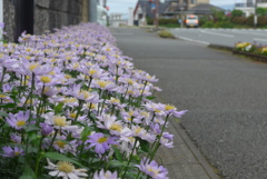 P1300205　ミヤコワスレの咲く歩道