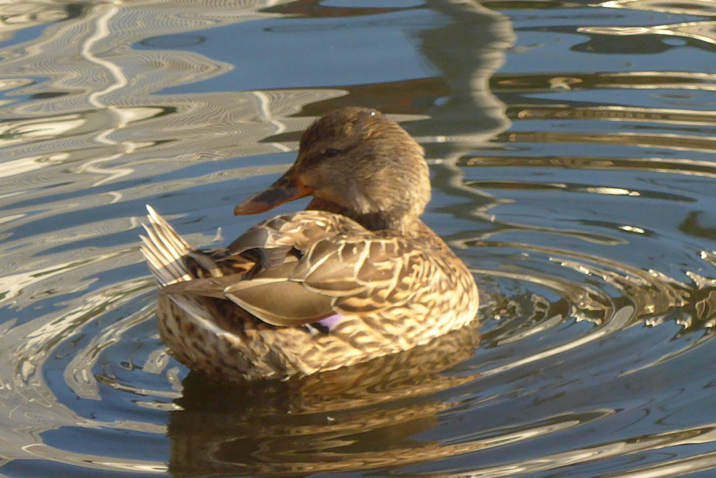 P1390392　カモさん