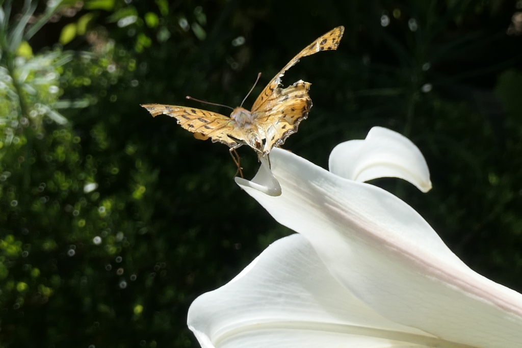 P1024327　・・・