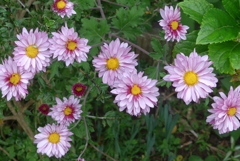 P1370099　菊