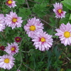 P1370099　菊