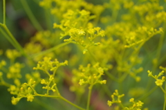 R0353988　オミナエシ