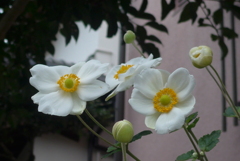 P1180606　薄れゆく愛