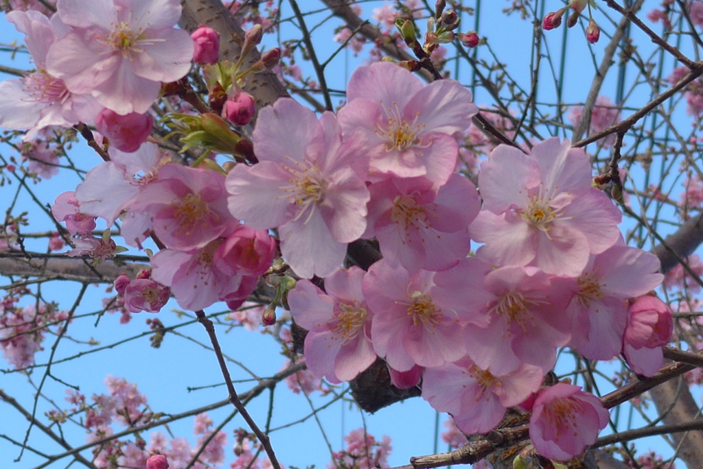 P1260011　河津桜