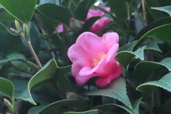 P1081046　可愛い椿