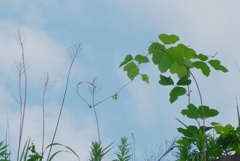P1240183　夏の空と夏の草