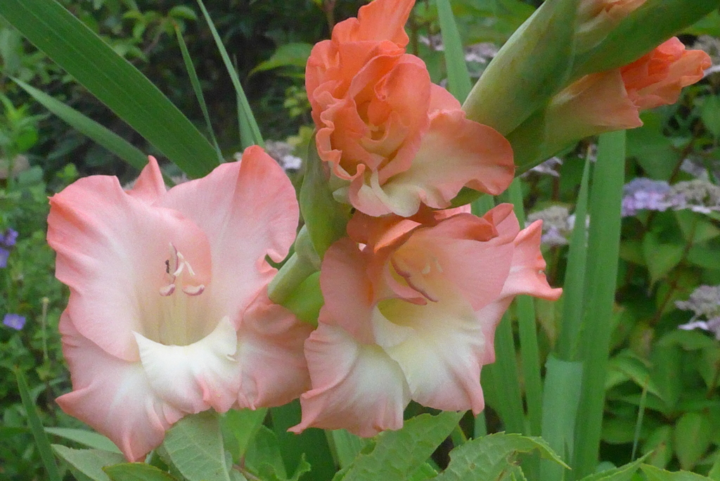 P1230842　華やかに