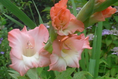 P1230842　華やかに