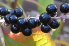 P1390322　黒真珠