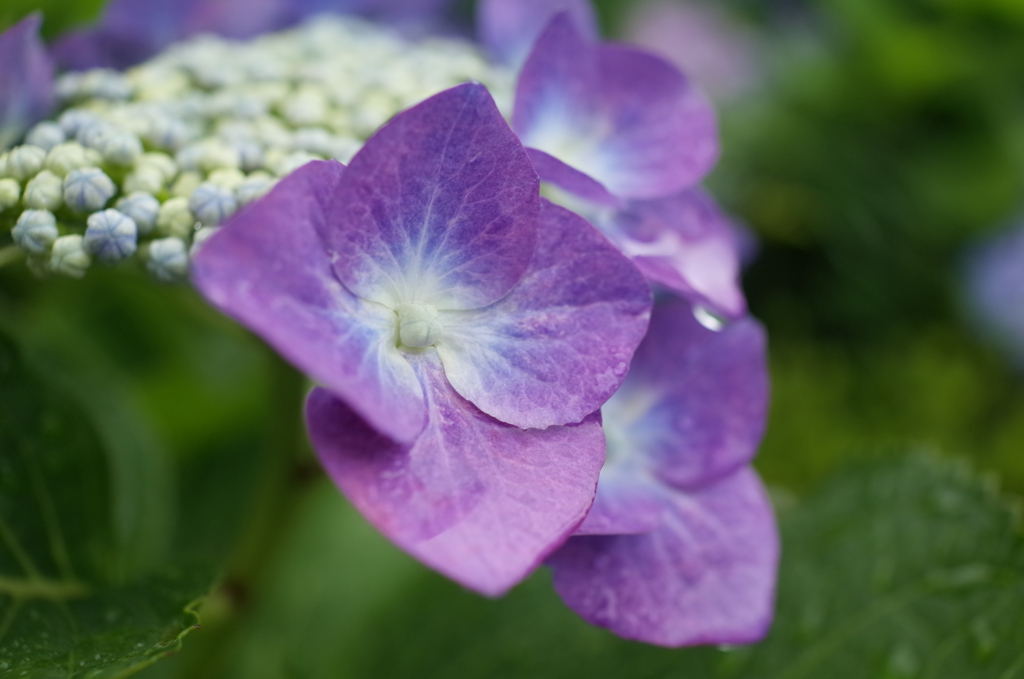 R0353605　紫陽花