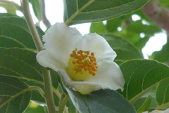 P1230158　ヒメシャラ