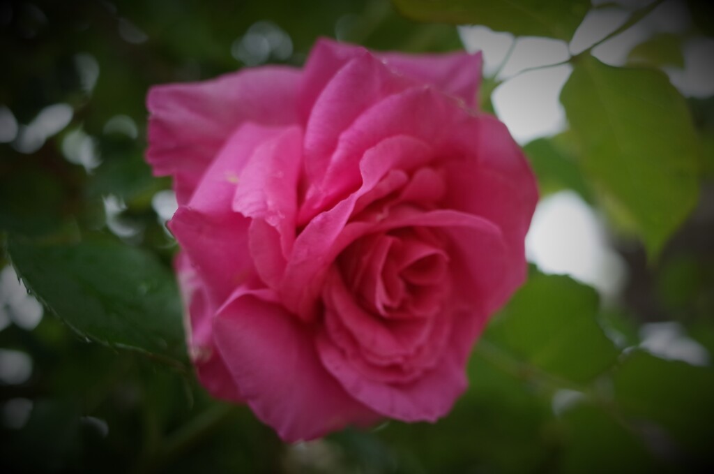 R0352999 (2)　ご近所さん宅で