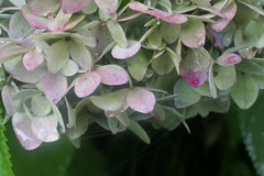 P1012593　白いアジサイでした