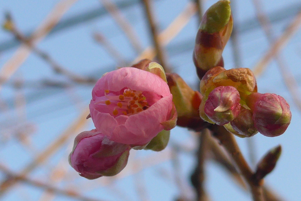 P1070204　河津桜