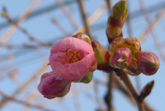 P1070204　河津桜