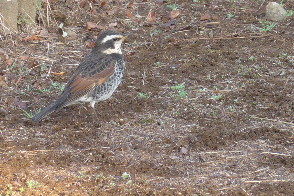 P1250976　いつもの公園で