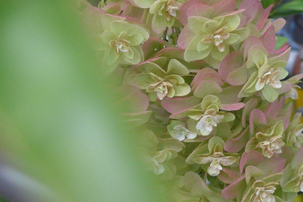 P1300842　7月の柏葉紫陽花