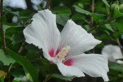 P1300894　いつもの公園で