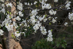P1000903　白いサクラ…？
