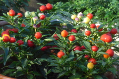 P1390135　カラフルなトウガラシ