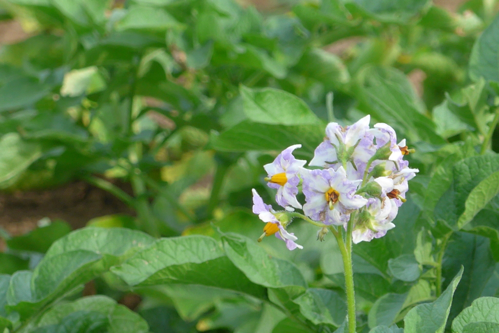 P1230399　ジャガイモの花