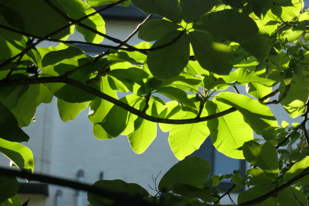 P1068492　透かされて