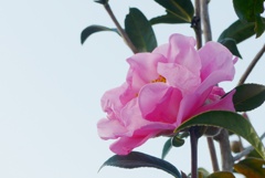 P1200314　華やかに