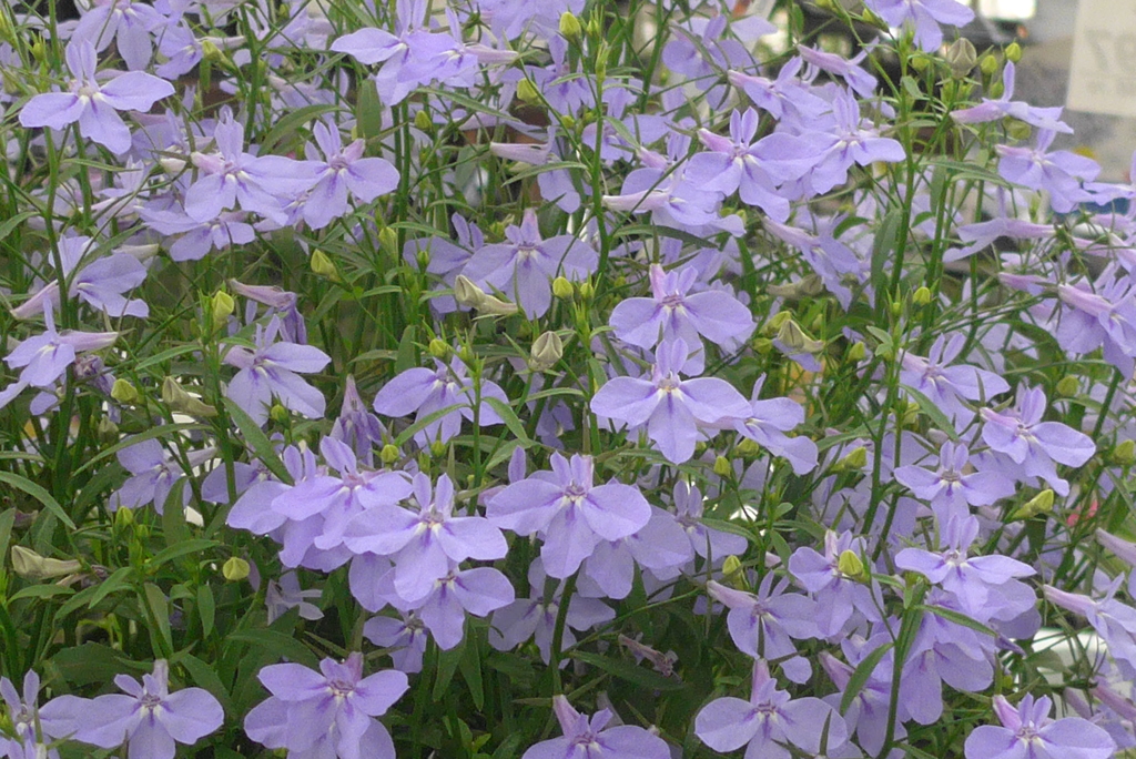 P1300046　涼しげに