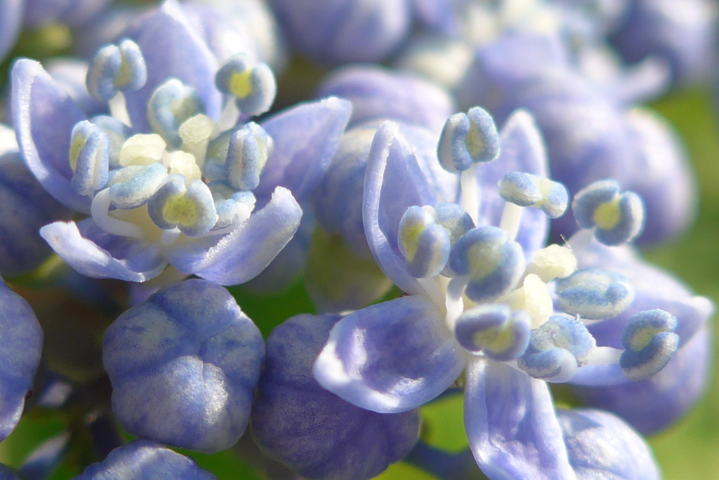 P1360123　紫陽花の花