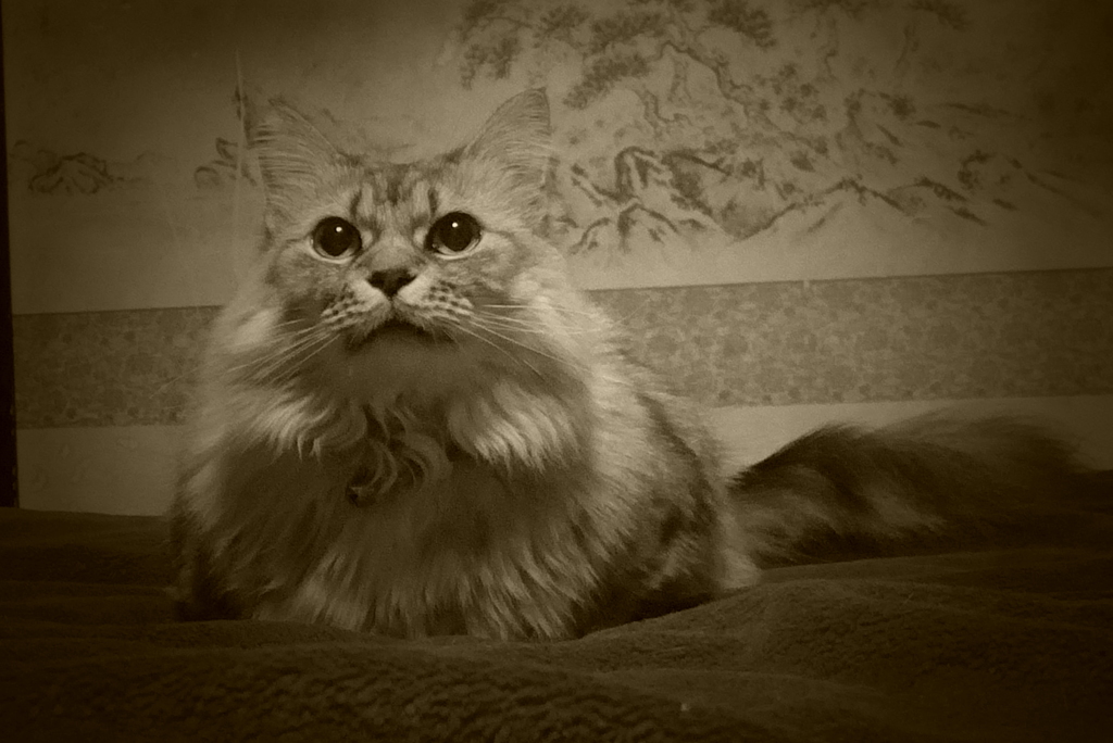 古い写真