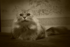 古い写真