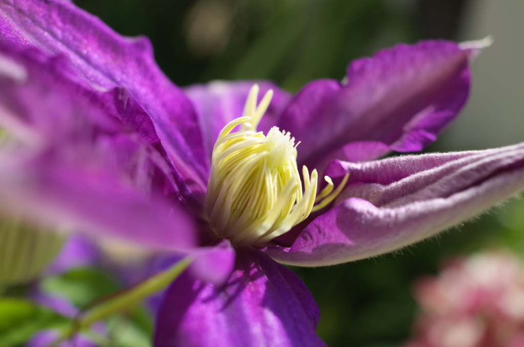 R0353485　クレマチス