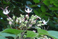 P1110131　山に咲く