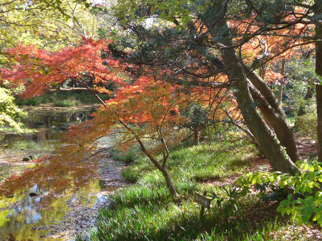秋色の公園