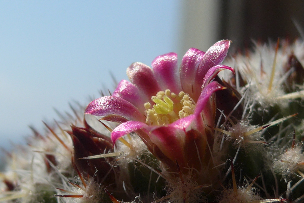 P1350318　サボテンの花