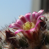 P1350318　サボテンの花
