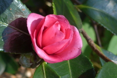 P1390259　サザンカ