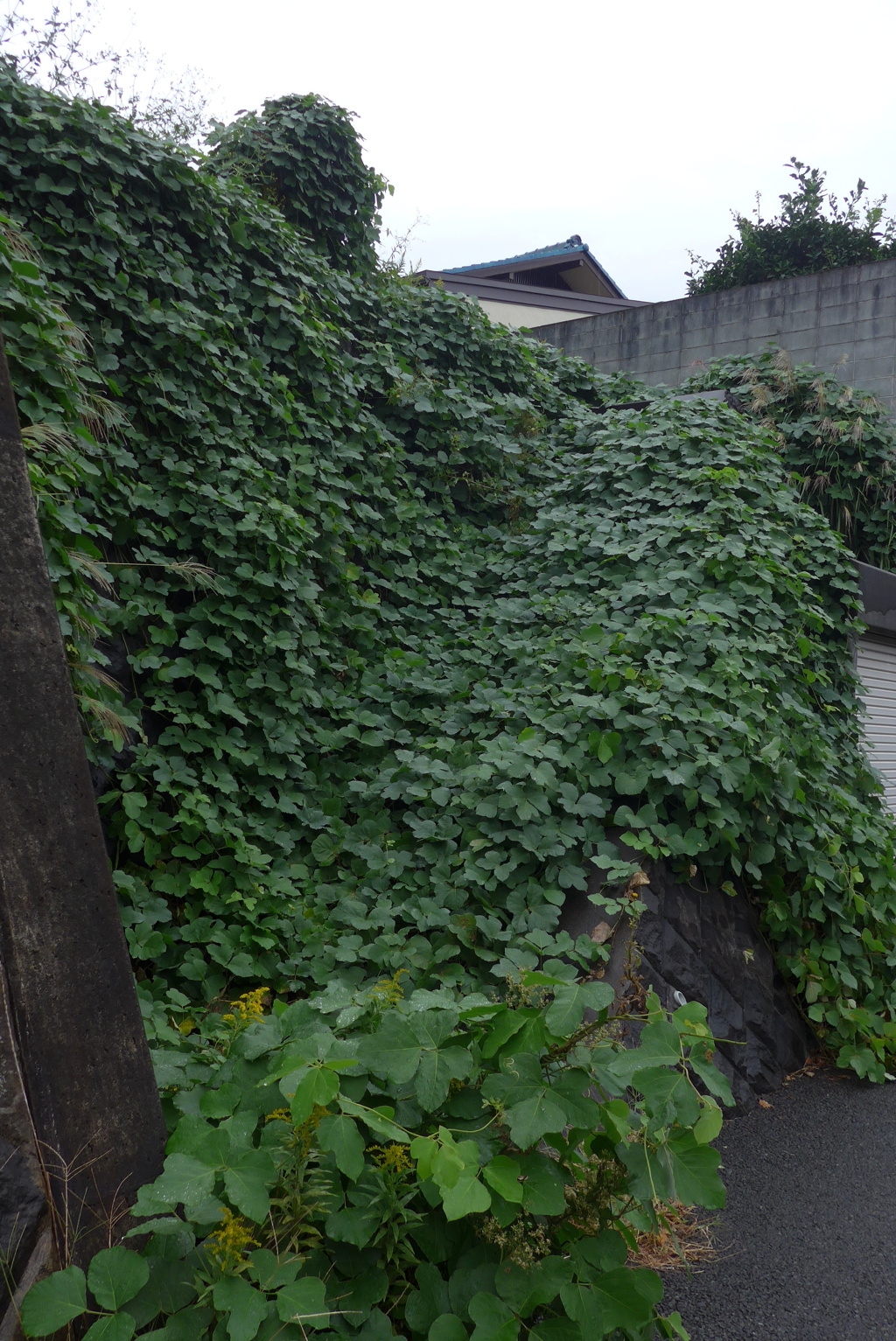 P1310562　覆われて