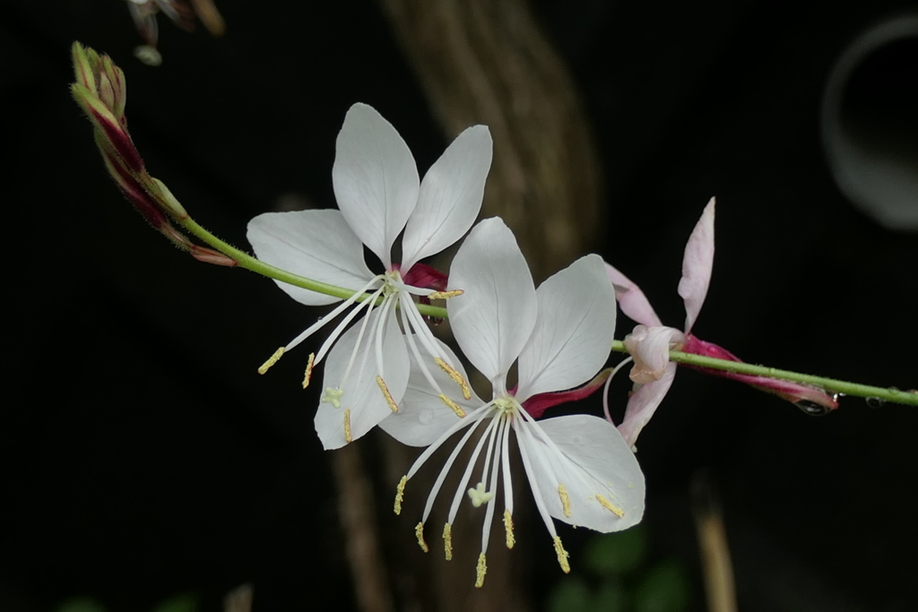 P1046170　白蝶草