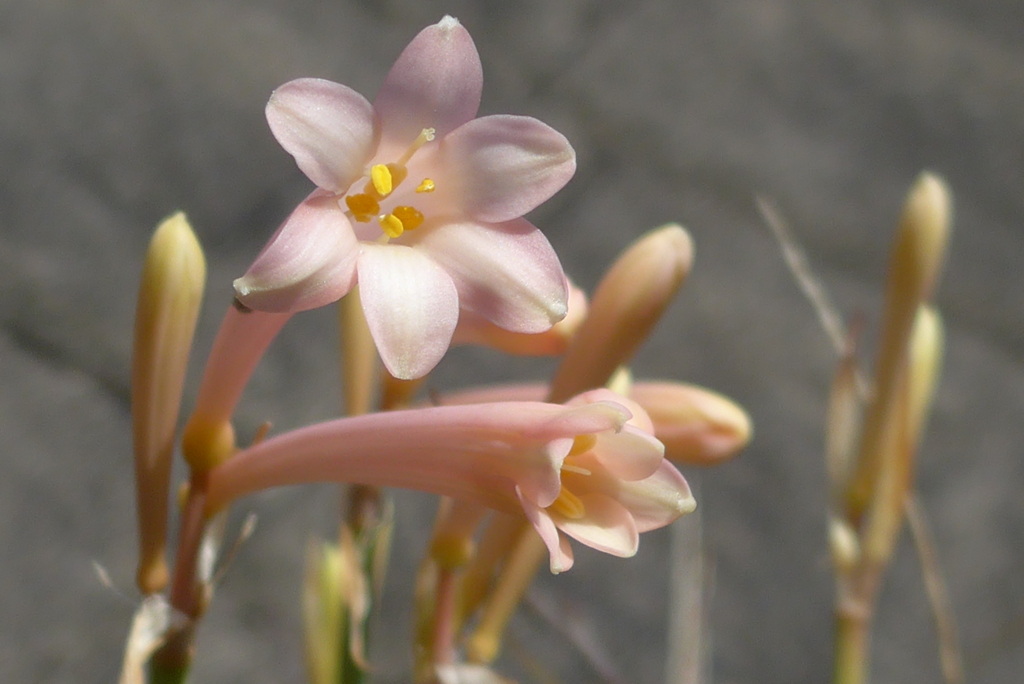 P1390329　ロマンティック