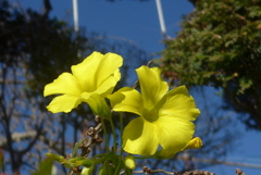 P1200820　オキザリス