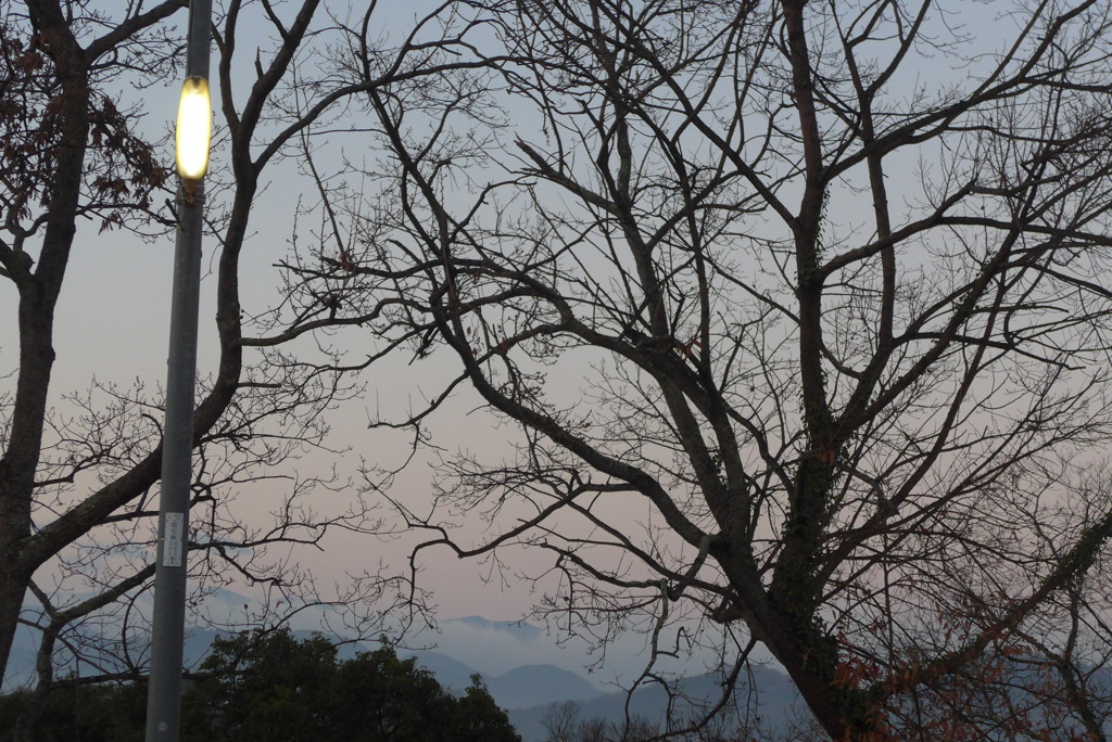 P1190708　ある朝の冬木立